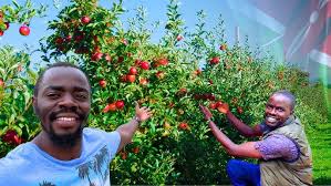 Apple-picking jobs in the UK for Africans